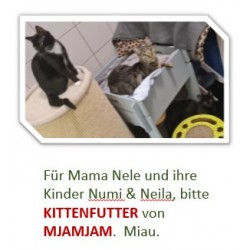 Nele und ihre Kitten...